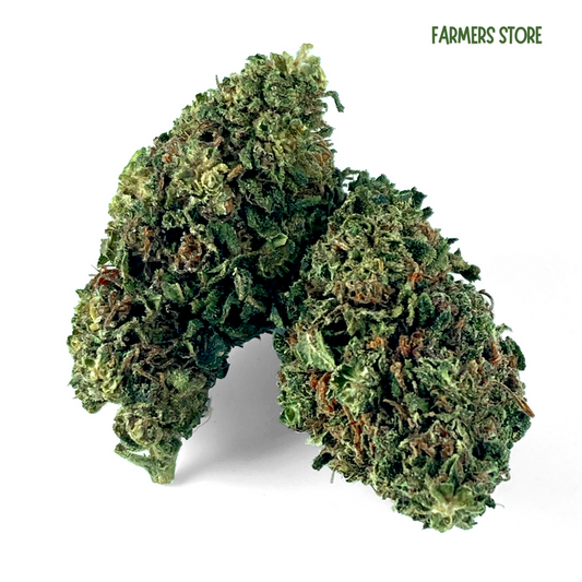 FLEURS CBD EXCLU - GELATO 31